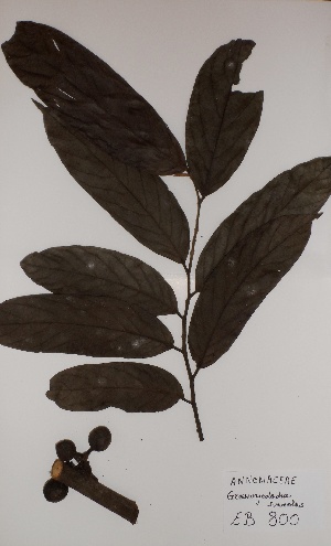  (Greenwayodendron suaveolens var. gabonica - BRLU-EB0800)  @11 [ ] CreativeCommons - Attribution Non-Commercial Share-Alike (2013) Unspecified Herbarium de l'Université Libre de Bruxelles