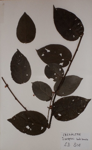  (Diospyros rubicunda - BRLU-EB0808)  @11 [ ] CreativeCommons - Attribution Non-Commercial Share-Alike (2013) Unspecified Herbarium de l'Université Libre de Bruxelles