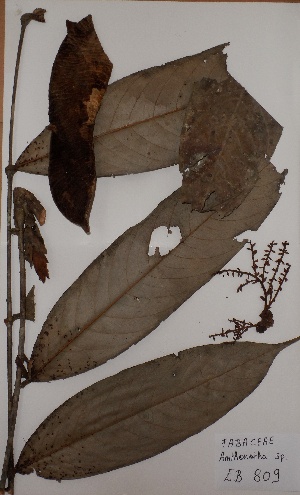  ( - BRLU-EB0809)  @11 [ ] CreativeCommons - Attribution Non-Commercial Share-Alike (2013) Unspecified Herbarium de l'Université Libre de Bruxelles