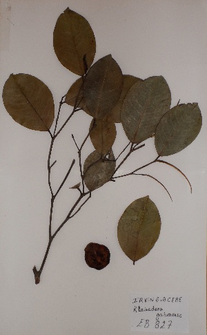  (Irvingiaceae - BRLU-EB0827)  @11 [ ] CreativeCommons - Attribution Non-Commercial Share-Alike (2013) Unspecified Herbarium de l'Université Libre de Bruxelles