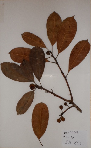  (Ficus sp - BRLU-EB0851)  @11 [ ] CreativeCommons - Attribution Non-Commercial Share-Alike (2013) Unspecified Herbarium de l'Université Libre de Bruxelles