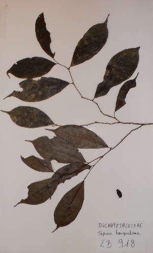  (Tapura bouquetiana - BRLU-EB0918)  @11 [ ] CreativeCommons - Attribution Non-Commercial Share-Alike (2013) Unspecified Herbarium de l'Université Libre de Bruxelles