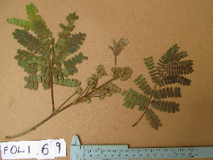  ( - FOLI069)  @11 [ ] CreativeCommons - Attribution Non-Commercial Share-Alike (2013) Unspecified Herbarium de l'Université Libre de Bruxelles