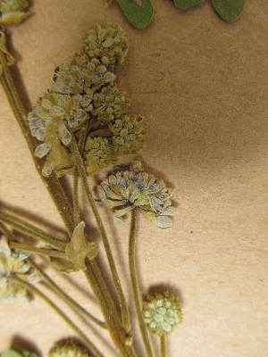  ( - FOLI069)  @11 [ ] CreativeCommons - Attribution Non-Commercial Share-Alike (2013) Unspecified Herbarium de l'Université Libre de Bruxelles