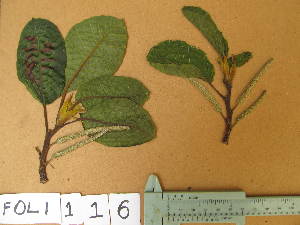  ( - FOLI116)  @11 [ ] CreativeCommons - Attribution Non-Commercial Share-Alike (2013) Unspecified Herbarium de l'Université Libre de Bruxelles