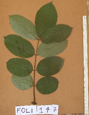  (Lonchocarpus sericeus - FOLI147)  @11 [ ] CreativeCommons - Attribution Non-Commercial Share-Alike (2013) Unspecified Herbarium de l'Université Libre de Bruxelles