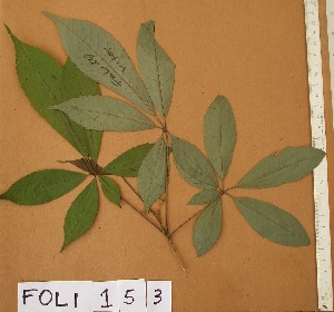  ( - FOLI153)  @11 [ ] CreativeCommons - Attribution Non-Commercial Share-Alike (2013) Unspecified Herbarium de l'Universit&eacute; Libre de Bruxelles
