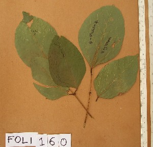  ( - FOLI160)  @11 [ ] CreativeCommons - Attribution Non-Commercial Share-Alike (2013) Unspecified Herbarium de l'Université Libre de Bruxelles