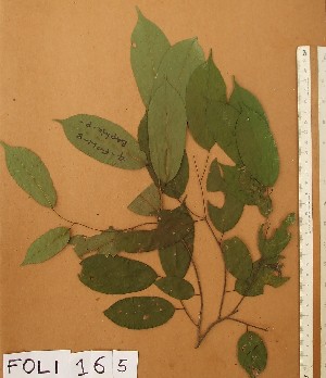  ( - FOLI165)  @11 [ ] CreativeCommons - Attribution Non-Commercial Share-Alike (2013) Unspecified Herbarium de l'Université Libre de Bruxelles