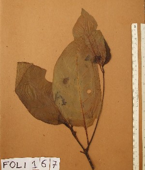  ( - FOLI167)  @11 [ ] CreativeCommons - Attribution Non-Commercial Share-Alike (2013) Unspecified Herbarium de l'Université Libre de Bruxelles