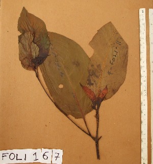  ( - FOLI167)  @11 [ ] CreativeCommons - Attribution Non-Commercial Share-Alike (2013) Unspecified Herbarium de l'Université Libre de Bruxelles