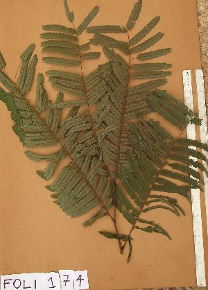  ( - FOLI174)  @11 [ ] CreativeCommons - Attribution Non-Commercial Share-Alike (2013) Unspecified Herbarium de l'Université Libre de Bruxelles