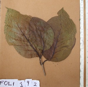  ( - FOLI192)  @11 [ ] CreativeCommons - Attribution Non-Commercial Share-Alike (2013) Unspecified Herbarium de l'Université Libre de Bruxelles
