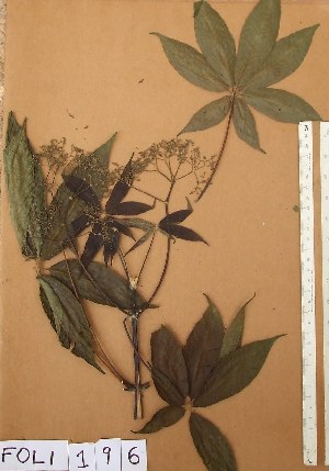  ( - FOLI196)  @11 [ ] CreativeCommons - Attribution Non-Commercial Share-Alike (2013) Unspecified Herbarium de l'Universit&eacute; Libre de Bruxelles