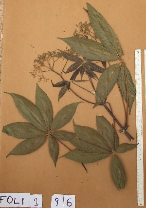  ( - FOLI196)  @11 [ ] CreativeCommons - Attribution Non-Commercial Share-Alike (2013) Unspecified Herbarium de l'Universit&eacute; Libre de Bruxelles