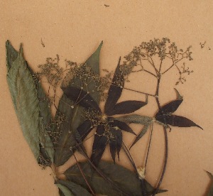  ( - FOLI196)  @11 [ ] CreativeCommons - Attribution Non-Commercial Share-Alike (2013) Unspecified Herbarium de l'Universit&eacute; Libre de Bruxelles