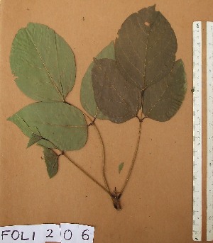  ( - FOLI206)  @11 [ ] CreativeCommons - Attribution Non-Commercial Share-Alike (2013) Unspecified Herbarium de l'Université Libre de Bruxelles