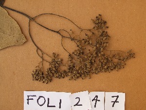  ( - FOLI247)  @11 [ ] CreativeCommons - Attribution Non-Commercial Share-Alike (2013) Unspecified Herbarium de l'Université Libre de Bruxelles