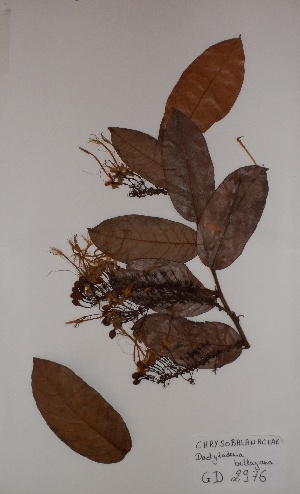  (Dactyladenia bellayana - BRLU-GD2976)  @11 [ ] CreativeCommons - Attribution Non-Commercial Share-Alike (2013) Unspecified Herbarium de l'Université Libre de Bruxelles