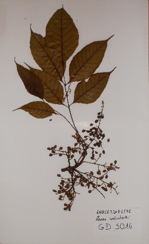  (Lannea welwitschii - BRLU-GD3016)  @11 [ ] CreativeCommons - Attribution Non-Commercial Share-Alike (2013) Unspecified Herbarium de l'Université Libre de Bruxelles