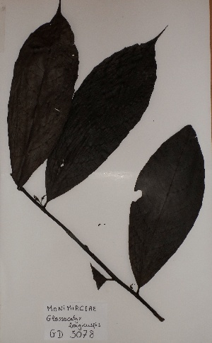  (Siparunaceae - BRLU-GD3078)  @11 [ ] CreativeCommons - Attribution Non-Commercial Share-Alike (2013) Unspecified Herbarium de l'Université Libre de Bruxelles