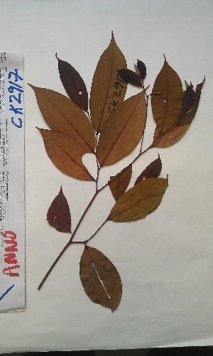  ( - FHO-CK2917)  @11 [ ] Copyright (2013) Unspecified University of Oxford, Department of Plant Sciences