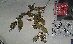  ( - FHO-EP4028)  @11 [ ] Copyright (2013) Unspecified University of Oxford, Department of Plant Sciences