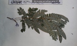  ( - FHO-DB6954)  @11 [ ] Copyright (2013) Unspecified University of Oxford, Department of Plant Sciences