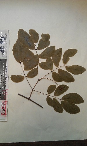  ( - FHO-EP961)  @11 [ ] Copyright (2013) Unspecified University of Oxford, Department of Plant Sciences