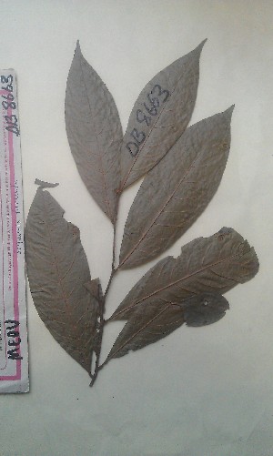  ( - FHO-DB8663)  @11 [ ] Copyright (2013) Unspecified University of Oxford, Department of Plant Sciences