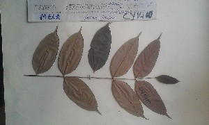 ( - FHO-CY1410)  @11 [ ] Copyright (2013) Unspecified University of Oxford, Department of Plant Sciences