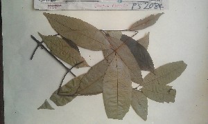  (Cassipourea cf. gumniflua - FHO-PS2084)  @11 [ ] Copyright (2013) Unspecified University of Oxford, Department of Plant Sciences