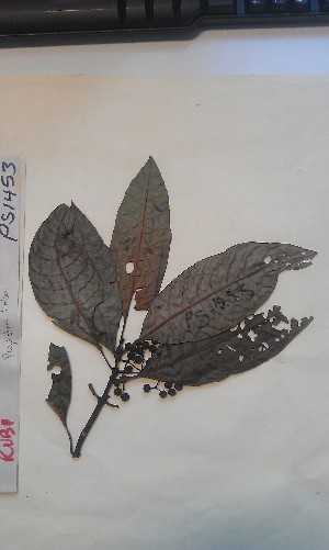  (Psychotria limba - FHO-PS1453)  @11 [ ] Copyright (2013) Unspecified University of Oxford, Department of Plant Sciences