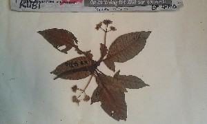  (Psychotria rufipilis - FHO-EP4710)  @11 [ ] Copyright (2013) Unspecified University of Oxford, Department of Plant Sciences