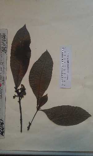  (Psychotria subglabra - FHO-DB11344)  @11 [ ] Copyright (2013) Unspecified University of Oxford, Department of Plant Sciences