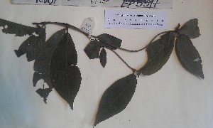  (Rutidea dupuisii - FHO-EP5397)  @11 [ ] Copyright (2013) Unspecified University of Oxford, Department of Plant Sciences