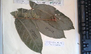  (Deinbollia grandifolia - FHO-PUTUEP2203)  @11 [ ] Copyright (2013) Unspecified University of Oxford, Department of Plant Sciences