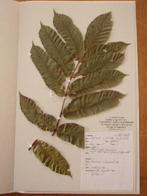  (Canarium schweinfurthii - BRLU-NB0483)  @11 [ ] CreativeCommons - Attribution Non-Commercial Share-Alike (2013) Unspecified Herbarium de l'Université Libre de Bruxelles