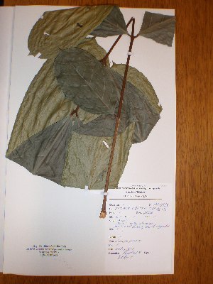  ( - BRLU-NB0484)  @11 [ ] CreativeCommons - Attribution Non-Commercial Share-Alike (2013) Unspecified Herbarium de l'Université Libre de Bruxelles