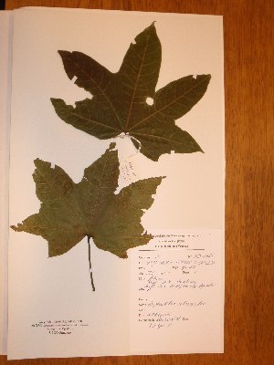  ( - BRLU-NB0487)  @11 [ ] CreativeCommons - Attribution Non-Commercial Share-Alike (2013) Unspecified Herbarium de l'Université Libre de Bruxelles
