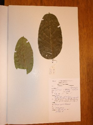  (Khaya grandifoliola - BRLU-NB0491)  @11 [ ] CreativeCommons - Attribution Non-Commercial Share-Alike (2013) Unspecified Herbarium de l'Université Libre de Bruxelles