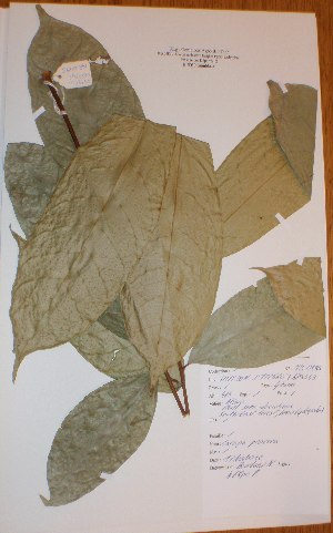  ( - BRLU-NB0495)  @11 [ ] CreativeCommons - Attribution Non-Commercial Share-Alike (2013) Unspecified Herbarium de l'Université Libre de Bruxelles