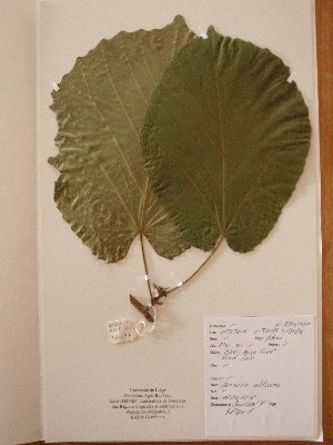  (Mansonia - BRLU-NB0497)  @11 [ ] CreativeCommons - Attribution Non-Commercial Share-Alike (2013) Unspecified Herbarium de l'Université Libre de Bruxelles