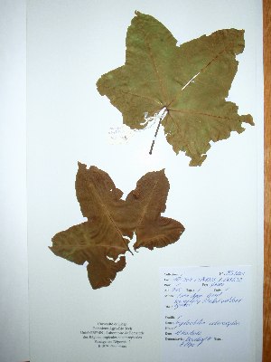  ( - BRLU-NB0505)  @11 [ ] CreativeCommons - Attribution Non-Commercial Share-Alike (2013) Unspecified Herbarium de l'Université Libre de Bruxelles
