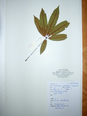  (Ceiba pentandra - BRLU-NB0509)  @11 [ ] CreativeCommons - Attribution Non-Commercial Share-Alike (2013) Unspecified Herbarium de l'Université Libre de Bruxelles