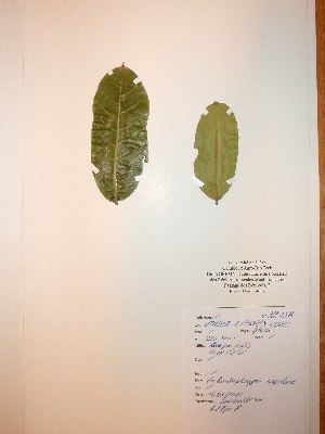  (Entandrophragma angolense - BRLU-NB0516)  @11 [ ] CreativeCommons - Attribution Non-Commercial Share-Alike (2013) Unspecified Herbarium de l'Université Libre de Bruxelles