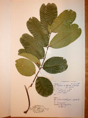  ( - BRLU-NB0519)  @11 [ ] CreativeCommons - Attribution Non-Commercial Share-Alike (2013) Unspecified Herbarium de l'Université Libre de Bruxelles