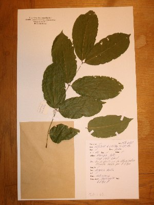  ( - BRLU-NB0522)  @11 [ ] CreativeCommons - Attribution Non-Commercial Share-Alike (2013) Unspecified Herbarium de l'Université Libre de Bruxelles