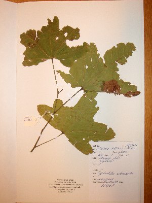  ( - BRLU-NB0525)  @11 [ ] CreativeCommons - Attribution Non-Commercial Share-Alike (2013) Unspecified Herbarium de l'Université Libre de Bruxelles