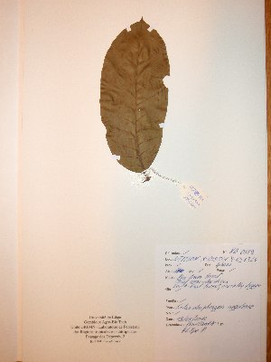  ( - BRLU-NB0529)  @11 [ ] CreativeCommons - Attribution Non-Commercial Share-Alike (2013) Unspecified Herbarium de l'Université Libre de Bruxelles